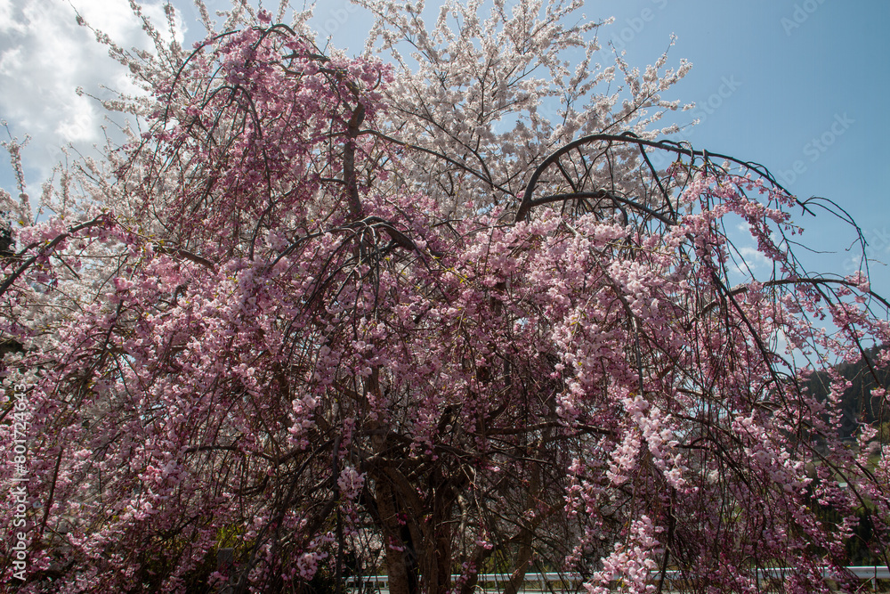 日本の桜 日本の桜