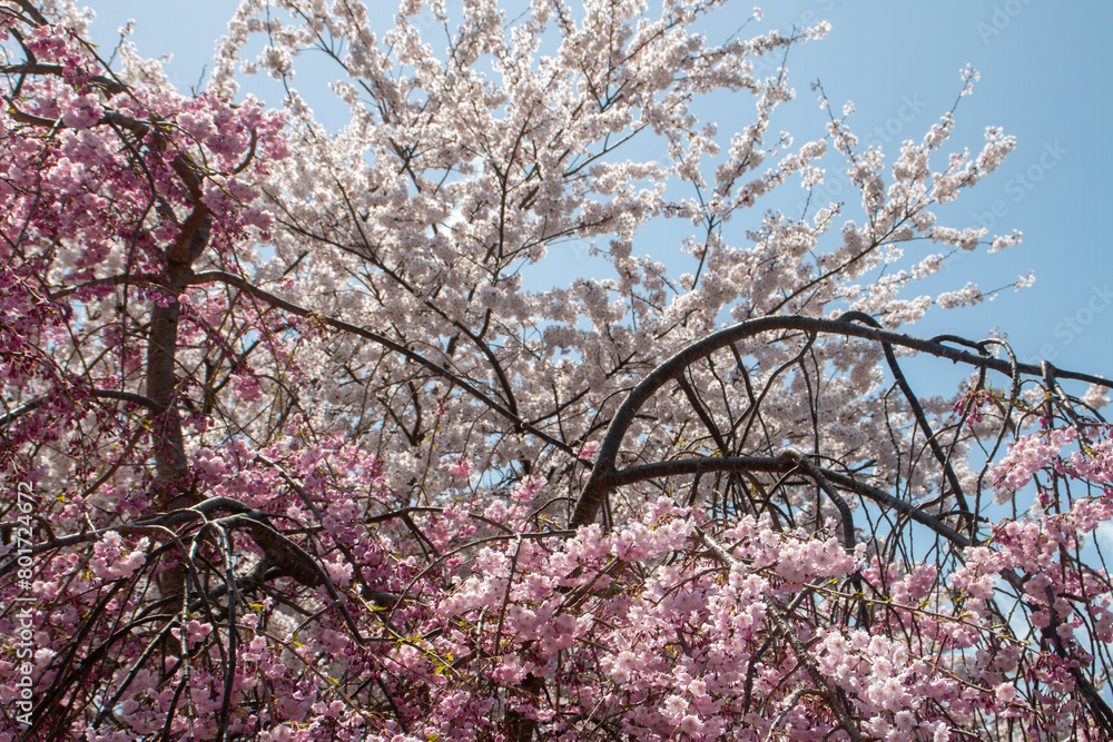 Obraz premium 日本の桜