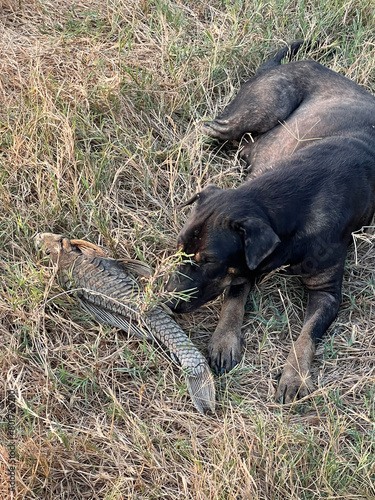 dog and dead fish on the ground
