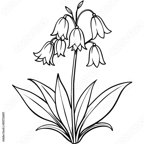 Bluebell flower plant outline illustration coloring book page design, Bluebell flower plant black and white line art drawing coloring book pages for children and adults
