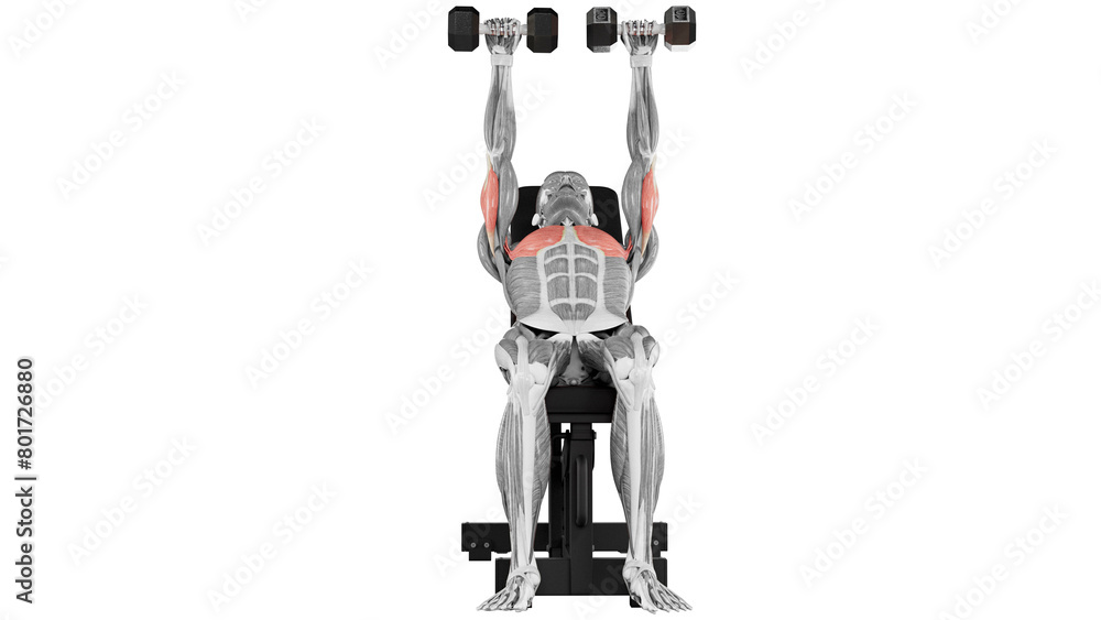 Dumbbell Incline Press - front view - position 2 Dumbbell Incline Press - front view - position 2