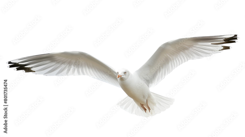Obraz premium seagull