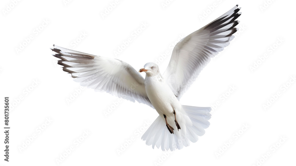 Fototapeta premium seagull 