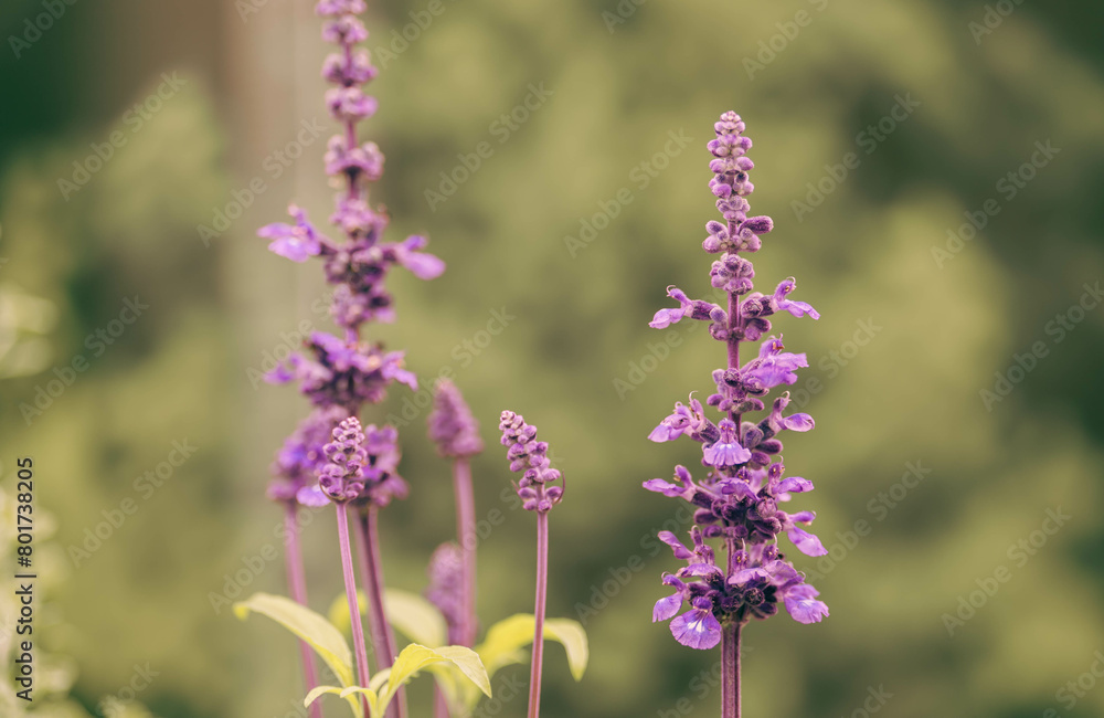 Obraz premium Spring blossom，Nature background or Flower texture