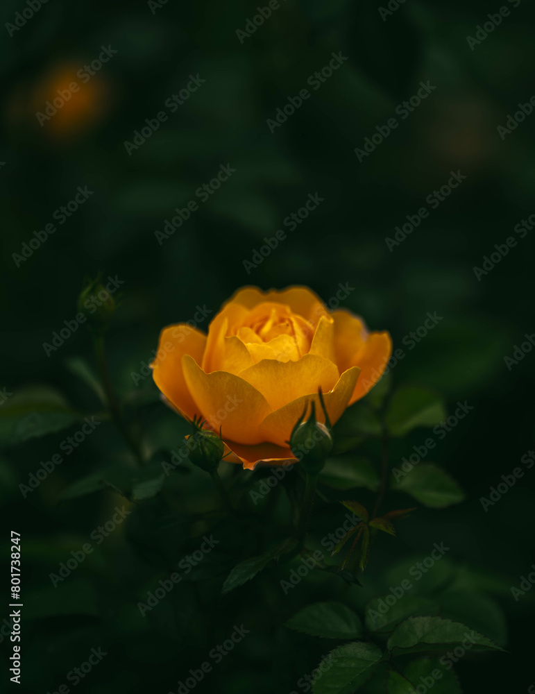 Spring blossom,Nature background or Flower texture Spring blossom,Nature background or Flower texture