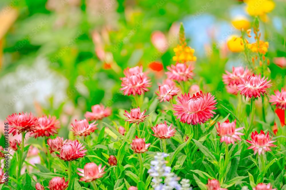 Spring blossom,Nature background or Flower texture Spring blossom,Nature background or Flower texture