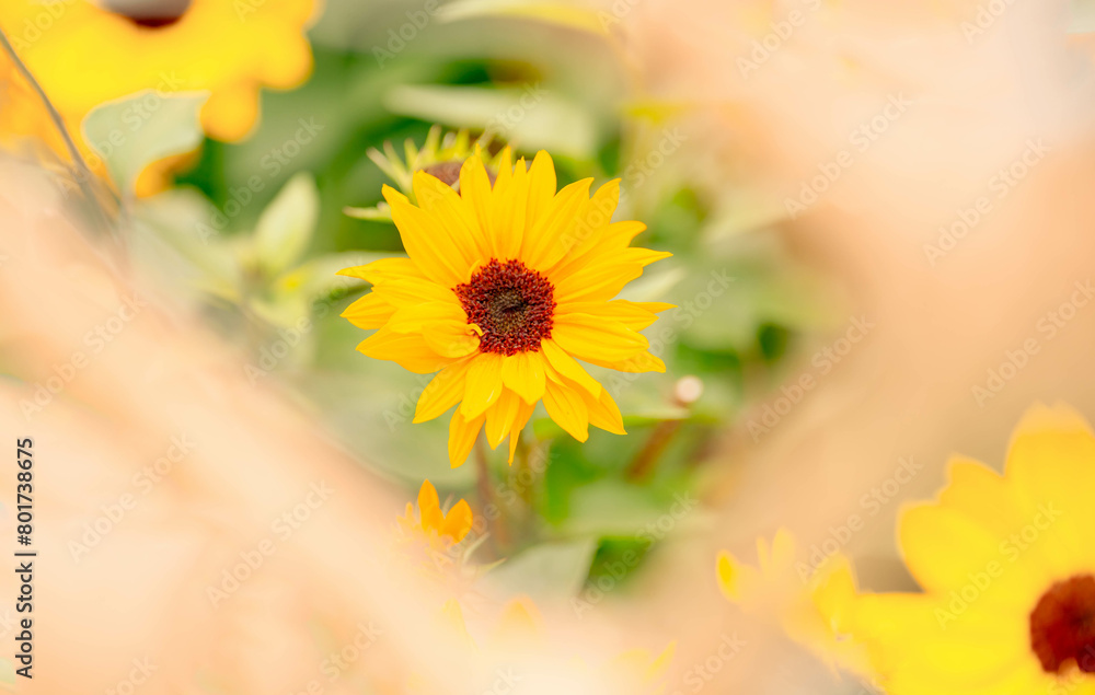 Fototapeta premium Spring blossom，Nature background or Flower texture