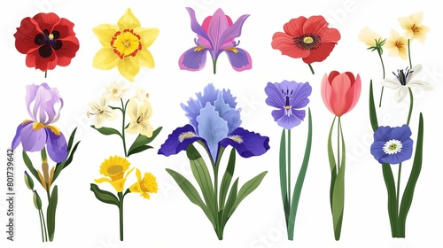 Botanical set of garden floral plants Gorgeous clematis, craspedia, daffodil, irises, peony, poppy, tulip and pansy flowers isolated on white background Colorful flat vector illustration