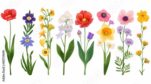 Botanical set of garden floral plants Gorgeous clematis  craspedia  daffodil  irises  peony  poppy  tulip and pansy flowers isolated on white background Colorful flat vector illustration