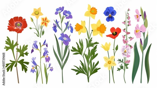 Botanical set of garden floral plants Gorgeous clematis, craspedia, daffodil, irises, peony, poppy, tulip and pansy flowers isolated on white background Colorful flat vector illustration #801739668