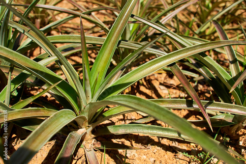 Pineapple plant, Ananas comosus, tropical species planted in an arid land. photo
