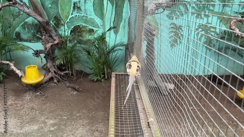 yellow golden pheasant in a bird cage at the zoo. the Yellow Golden Pheasant (Chrysolophus pictus) is a color mutation of the Red Golden Pheasant photo