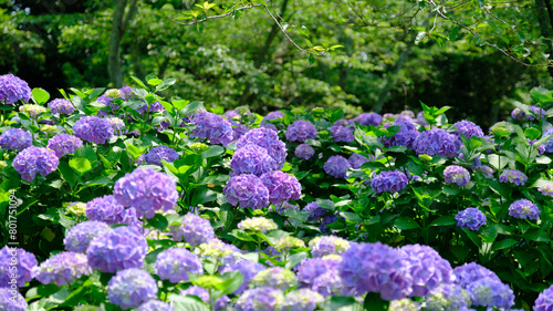 青い紫陽花が鮮やかな初夏の風景