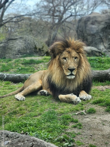 Fototapeta Naklejka Na Ścianę i Meble -  lion in the zoo