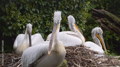 Four Dalmatian pelican, the largest member of the pelican family sitting on the nest