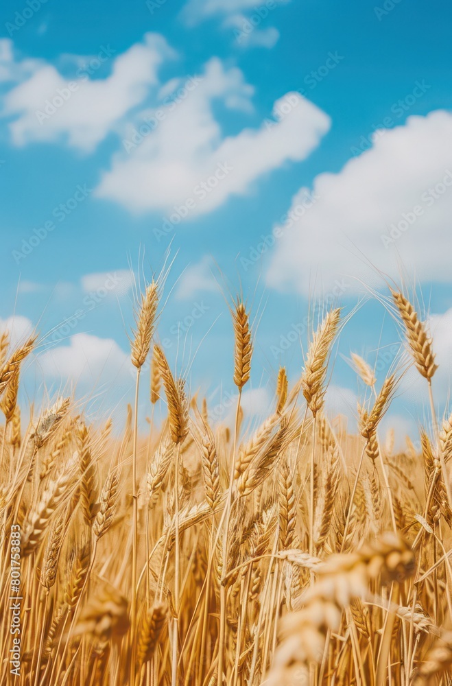 Fototapeta premium yellow barley, wheat in the countryside with blue sky