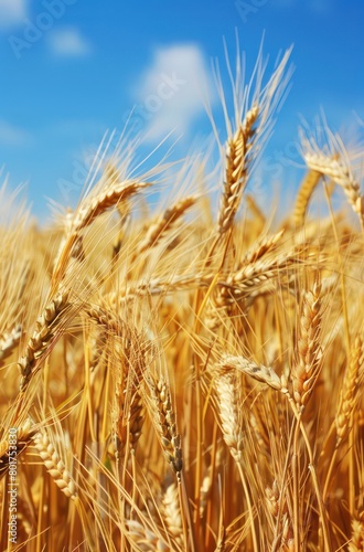 yellow barley  wheat in the countryside with blue sky