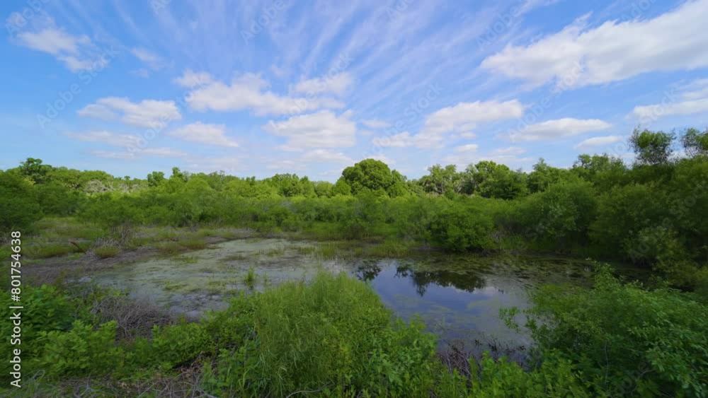 Beautiful tropical nature. Jungle rainforest with small river between green palm trees and wild vegetation in southern Florida. Dense rainforest ecosystem Beautiful tropical nature. Jungle rainforest with small river between green palm trees and wild vegetation in southern Florida. Dense rainforest ecosystem