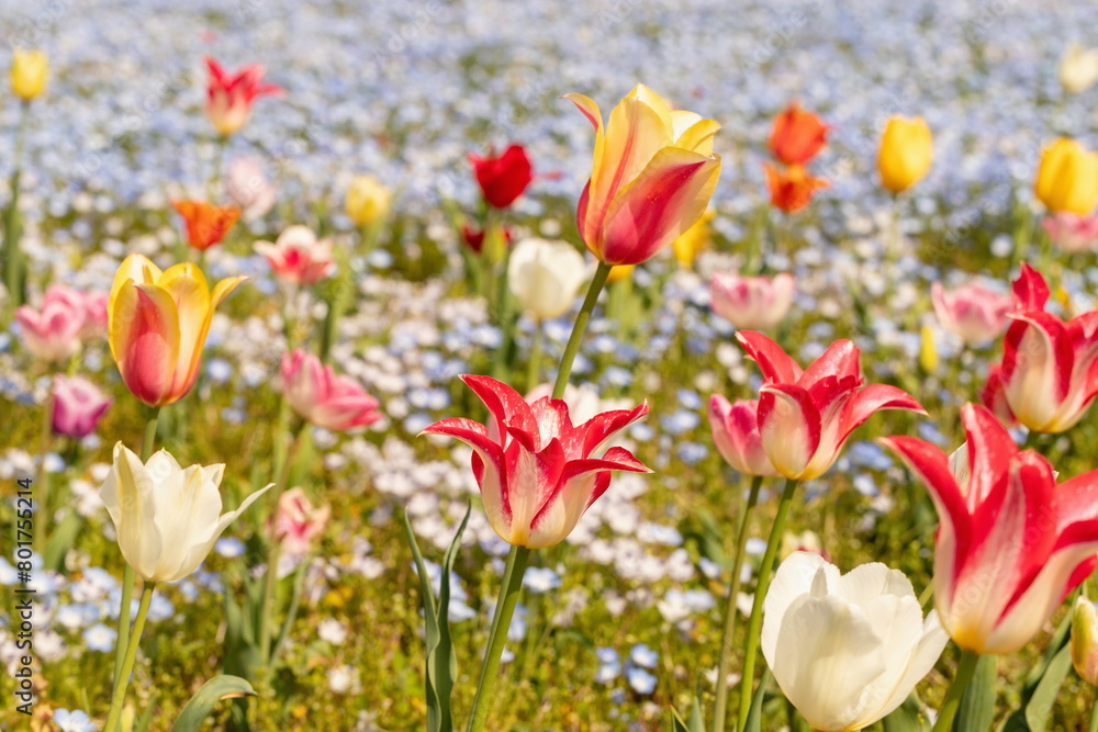 Colorful tulip flowers in the field , kagawa, shikoku, japan Colorful tulip flowers in the field , kagawa, shikoku, japan