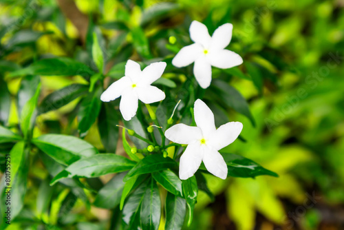 The beauty of white flowers,white leaves flowers on a green background