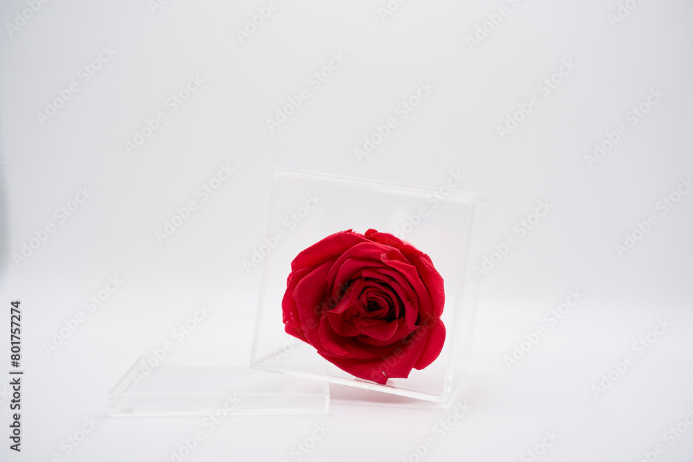 Fototapeta premium preserved rose, rosa preservada, rosa inmortalizada, rosa roja