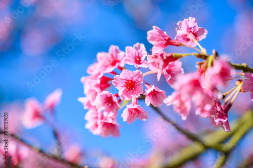 Beautiful Pink Cherry Blossom or Sakura flower blooming in blue sky on nature background