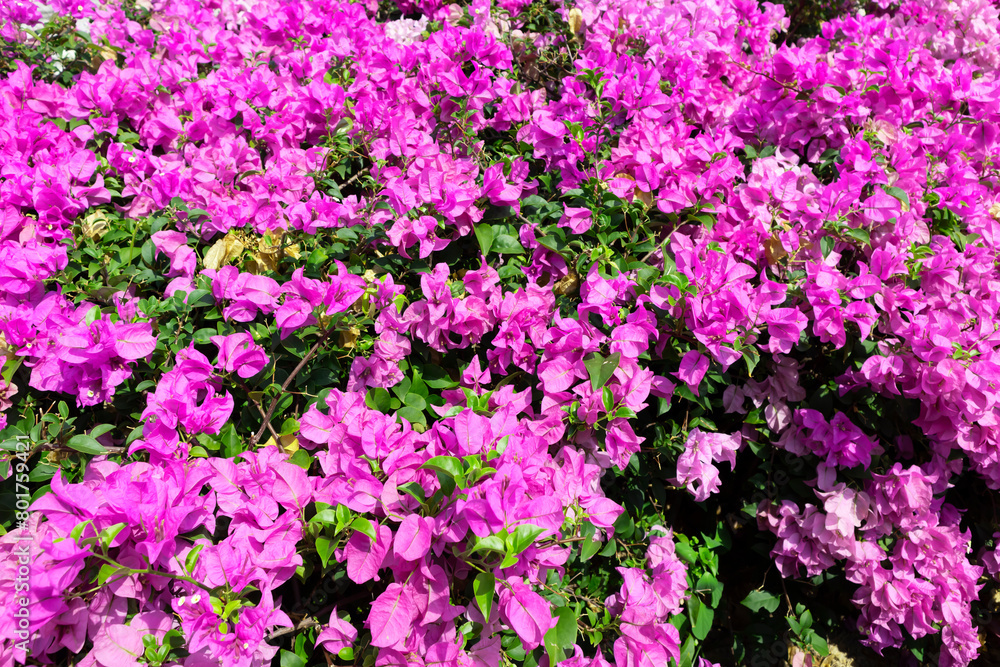 The beauty of pink flowers,pink leaves flowers on a green background