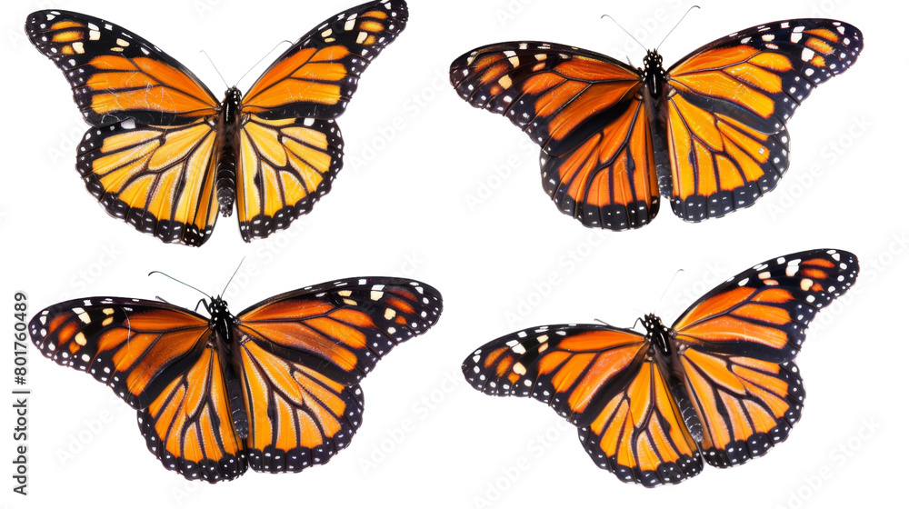 monarch butterfly monarch butterfly