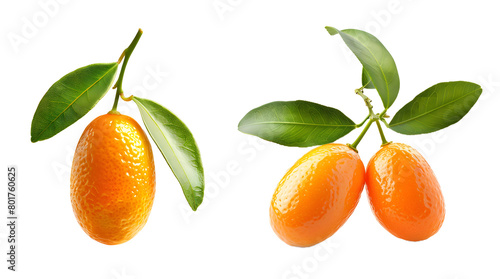 fresh kumquat isolated on a transparent PNG background, white background , cut out, clipping path, Generative Ai photo