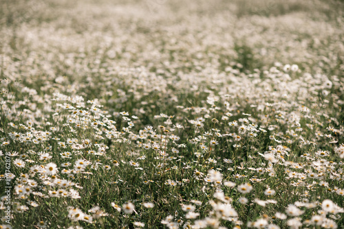 Daisy Chamomile background. Beautiful nature scene with blooming chamomilles in sun flare. Sunny day. Summer flowers.