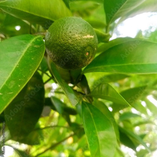 Wallpaper Mural Lemon with tree. Green lemon The Sicilian green Lemon, a citrus fruit with green skin, is a highly prized variety that matures in the summer.  Torontodigital.ca