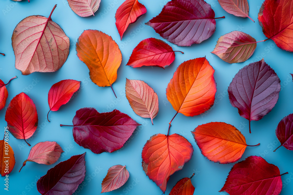 Autumn Leaves in Vivid Red and Orange Shades on Blue Background Autumn Leaves in Vivid Red and Orange Shades on Blue Background