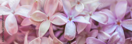 A close up of a bunch of pink flowers with white petals