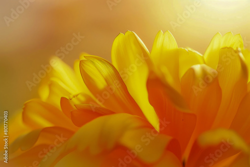 A close up of a yellow flower with a bright sun shining on it