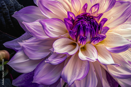 A close up of a purple and white flower