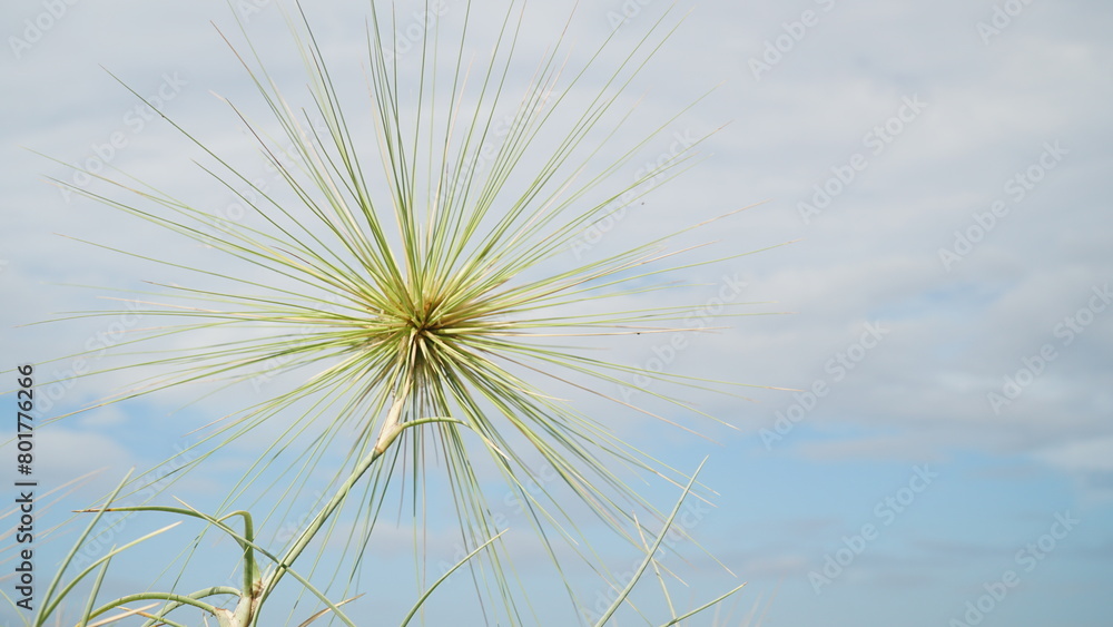 Spinifex sericeus on a background of white clouds and blue sky. Focus selected