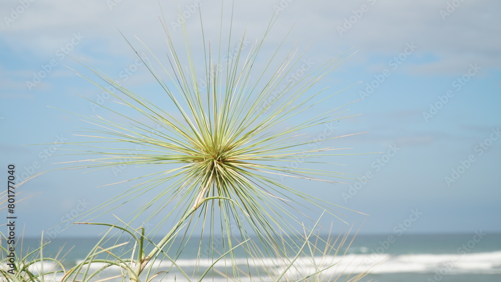 Spinifex sericeus on a background of white clouds and blue sky. Focus selected