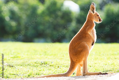 The red kangaroo joey explores its surroundings during the day. The red kangaroo is the largest of all kangaroos, the largest terrestrial mammal native to Australia, and the largest extant marsupial. photo