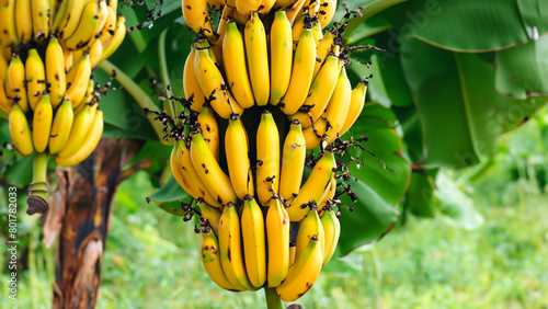 Ripe yellowing bananas hang in clusters on banana plantations. Generative Ai photo
