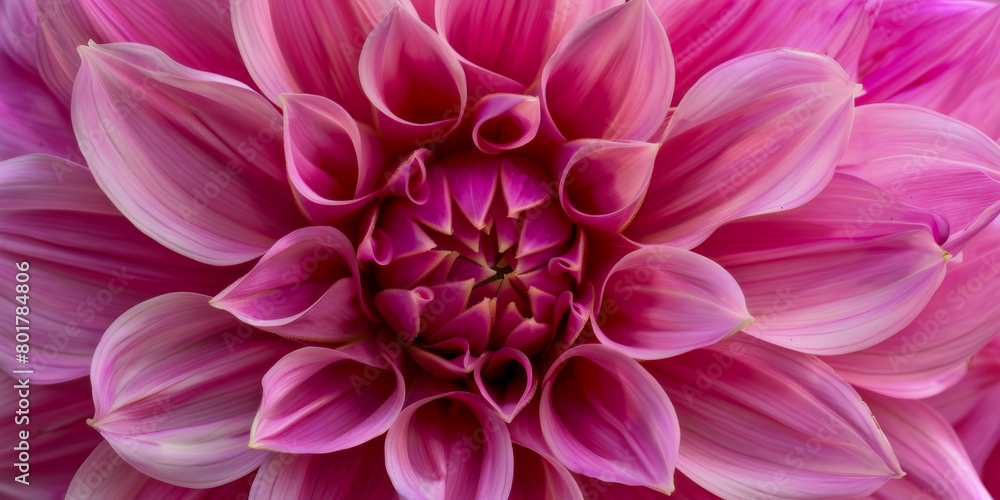 A close up of a pink flower with a white center A close up of a pink flower with a white center