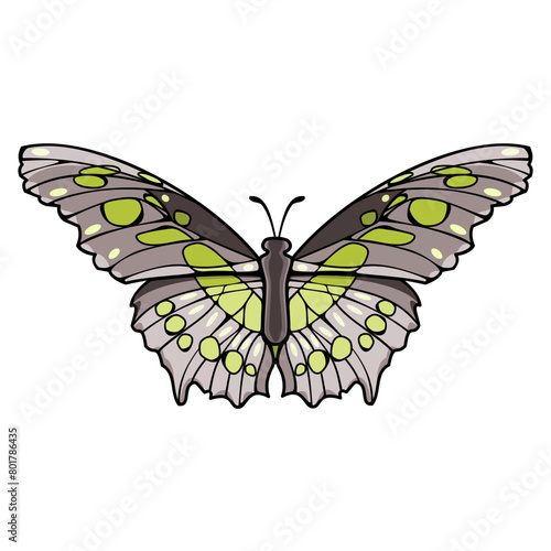 Malachite is a neotropical brush-footed butterfly. Vector illustration  photo