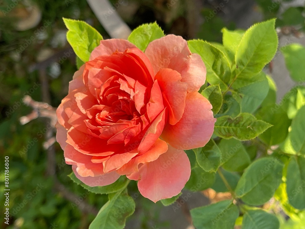 Pink rose close-up against the background of green foliage lit by natural sunlight. Beautiful flowering plants in the summer garden. Pink rose close-up against the background of green foliage lit by natural sunlight. Beautiful flowering plants in the summer garden.