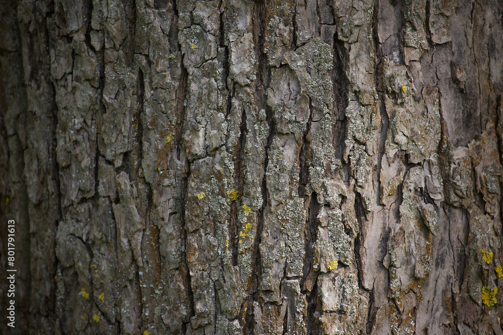Tree bark rough and weathered, featuring cracks Tree bark rough and weathered, featuring cracks