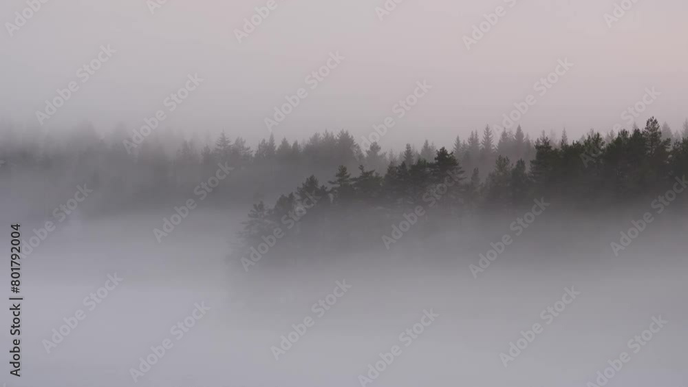 Forest in the mist or
fog, overlay. Forest in the mist or
fog, overlay.