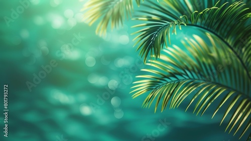 Close-up of green palm leaves illuminated by sunlight  creating a tranquil tropical background.