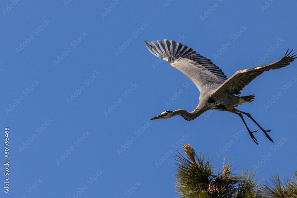 Obraz premium flying great blue heron with blue sky 