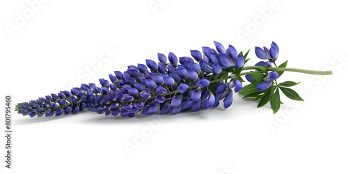 Lupin flower isolated on a white background,Lovely lupine bouquet on rustic white wooden background in light space for text purple wildflowers photo