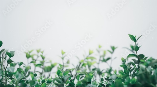 Wallpaper Mural plants at the bottom sides in the foreground with a pure white background Torontodigital.ca