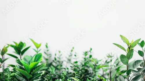 plants at the bottom sides in the foreground with a pure white background