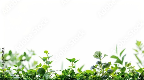 plants at the bottom sides in the foreground with a pure white background